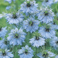 花種子 Muller Collection Nigella damascena Miss Jekyll Sky Blue seeds ニゲラ ダマスケナ ミスジーキ…