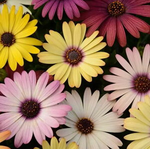 q Muller Collection Osteospermum ecklonis Akila Grand canion mix seeds IXeIXy} AL OhLjI~bNX̃^l