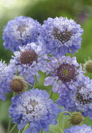 花種子 Muller Collection Scabiosa atropurpurea Oxford Blue Normal (clean) seeds スカビオサ アトロ…