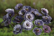 花種子 Muller Collection Papaver rhoeas Amazing Grey seeds ポピー アメージング グレイのタネ