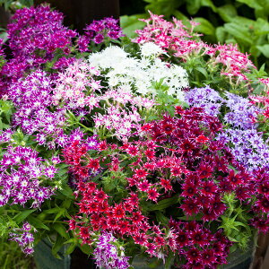 yqzMuller Collection Phlox drummondii Popstars Mix Seeds tbNX hfB |bvX^[Y~bNX̃^l