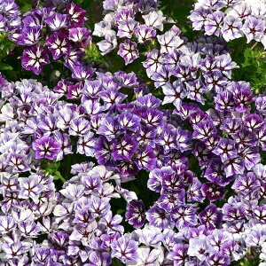 Ԏq Muller Collection Phlox drummondii Sugar Stars Seeds tbNX hfB VK[X^[Ỹ^l