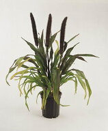 花種子 Muller Collection Pennisetum (Millet) glauca Purple Baron seeds ペニセタム グラウカ パープ…