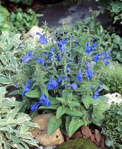 �Ԏ�q Muller Collection Salvia patens Patio Deep Blue seeds �T���r�A�E�p�e���X �p�e�B�I�E�f�B�[�v�u���[�̃^�l