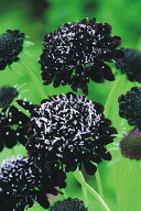 花種子 Muller Collection Scabiosa atropurpurea Black Knight Normal (clean) seeds スカビオサ アトロ…