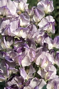 �y��q�zMuller Collection Lathyrus odoratus Spencer Nimbus ���V���X �I�h���^�X�i�X�C�[�g�s�[�j �X�y���T�[ �j���o�X�̃^�l