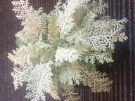 花種子 Muller Collection Tanacetum ptarmiciflorum SILVER LACE seeds タナセタム プタルミシフロラム …