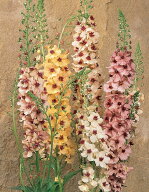 花種子 Muller Collection Verbascum hybrida Southern Charm seeds バーバスカム ハイブリダ サザンチャ…