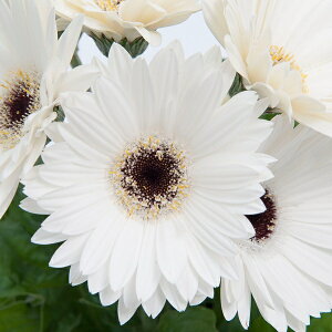 yqzMuller Collection Gerbera jamesonii Majorette Bright White Dark Eye seeds K[x \j[ }Wbe uCgzCg_[NAC̃^l