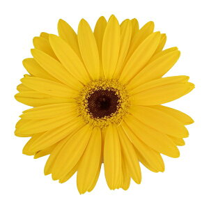 yqzMuller Collection Gerbera jamesonii MAJORETTE Yellow Dark Eye seeds K[x \j[ }Wbe CG[_[NAC̃^l