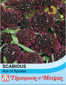 yqzThompson & Morgan Scabious 'Ace of spades' XJrIT 'G[XEIuEXy[Y' gv\&[K