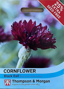 yqzThompson & Morgan Cornflower 'Black Ball' R[t[ 'ubN{[' gv\[K