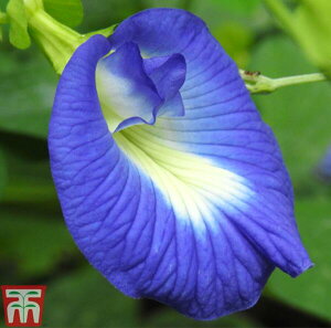 yqzThompson & Morgan Clitoria Butterfly Pea NgA o^tCs[ gv\[K