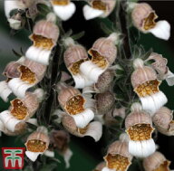 【種子】Thompson & Morgan Foxglove lanata 'Cafe Creme' フォックスグローブ ラナータ 'カフェ・クリー…