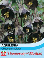 【種子】Thompson & Morgan Aquilegia viridiflora 'Chocolate Soldier' アキレギア チョコレートソルジ…