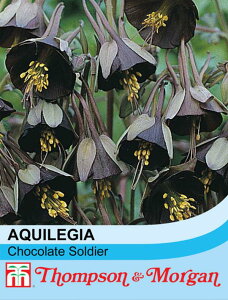 yqzThompson & Morgan Aquilegia viridiflora 'Chocolate Soldier' ALMA `R[g\W[ gv\[K