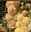 【種子】Thompson & Morgan Hollyhock 'Chater's Double Apricot' ホリホック チャターズ ダブル アプリコット トンプソン＆モーガン