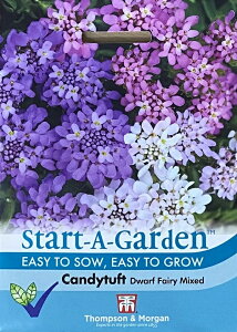 yqzThompson & Morgan Candytuft 'Dwarf Fairy Mixed' LfB^tg h[t tFA[ ~bNX gv\Ah[K