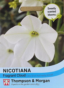 �y��q�zThompson & Morgan Nicotiana x sanderae 'Fragrant Cloud' �j�R�`�A�i �T���f���G '�t���O�����g �N���E�h' �g���v�\�������[�K��