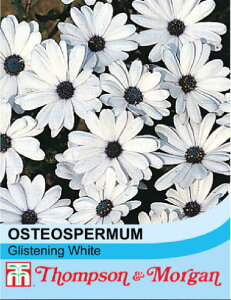 �y��q�zThompson & Morgan Osteospermum 'Glistening White' �I�X�e�I�X�y���}�� '�O���X�j���O �z���C�g' �g���v�\�������[�K��