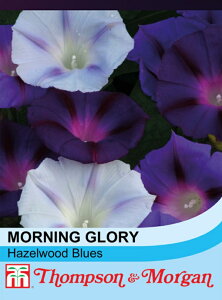 yqzThompson & Morgan Morning Glory 'Hazelwood Blues' [jOO[[ w[[Ebhu[Xgv\[K