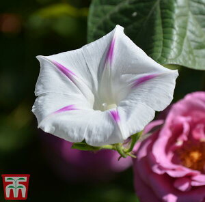 �y��q�zThompson & Morgan Morning Glory 'Milky Way' ���[�j���O�O���[���[ '�~���L�[�E�E�F�C' �g���v�\�������[�K��