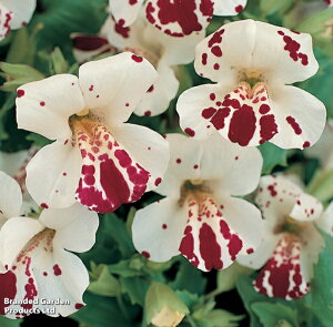 �Ԏ�q Thompson & Morgan Mimulus x hybridus 'Monkey Magic' F1 �~�����X '�����L�[�E�}�W�b�N' �g���v�\�������[�K��