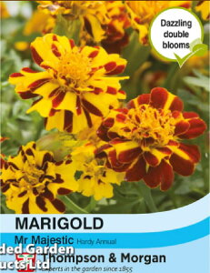 yqzThompson & Morgan Marigold 'Mr Majestic' }[S[h '~X^[E}WFXeBbN'gv\[K