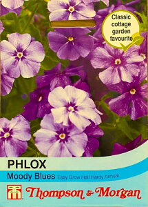 Ԏq Thompson & Morgan Phlox drummondii 'Moody Blues' tbNX hfB '[fB[ u[X' gv\[K