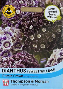�y��q�zThompson & Morgan Dianthus barbatus (Sweet william) 'Purple Crown' �_�C�A���T�X �o���o�g�D�X '�p�[�v���E�N���E��' �g���v�\�������[�K��