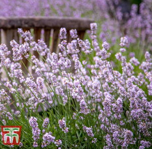 �y��q�zThompson & Morgan Lavender spicata 'Rosea' ���x���_�[ �X�s�J�[�^ ���[�A �g���v�\�������[�K��
