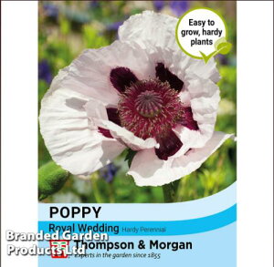 yqzThompson & Morgan Papaver orientale Poppy Royal Wedding |s[ IG^ CEFfBO gv\&[K