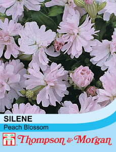 �y��q�zThompson & Morgan Silene pendula 'Peach Blossom' �V���l �y���f���� '�s�[�`�E�u���b�T��' �g���v�\��&���[�K��