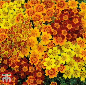 yqzThompson & Morgan Marigold 'Starfire' }[S[h 'X^[t@CA' gv\[K