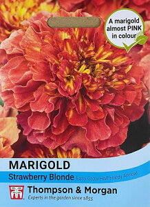 yqzThompson & Morgan Marigold 'Strawberry Blonde' }[S[h 'Xgx[Euh' gv\[K