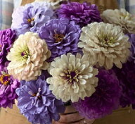 花種子 Urban Collection Zinnia Blueberry Cheesecake Seeds ジニア(百日草) ブルーベリーチーズケーキ…