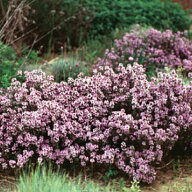 花種子 Urban Collection Creeping Thyme Seeds クリーピングタイムのタネ 美しい花と爽やかな香りのグラ…