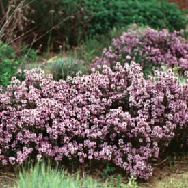 花種子 Urban Collection Creeping Thyme Seeds クリーピングタイムのタネ 美しい花と爽やかな香りのグランドカバープランツ！