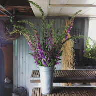 花種子 Urban Collection Digitalis Dalmatian Purple Seeds ジギタリス ダルメシアン パープルのタネ
