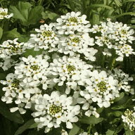 花種子 Urban Collection Candytuft Empress Rocket Seeds キャンディタフト エンプレス ロケットのタネ