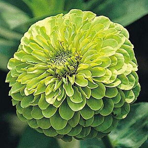 Ԏq Urban Collection Envy Zinnia Seeds WjA(S) GB̃^l