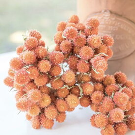 花種子 Urban Collection Gomphrena QIS Salmon Seeds ゴンフレナ(千日紅) サーモンのタネ