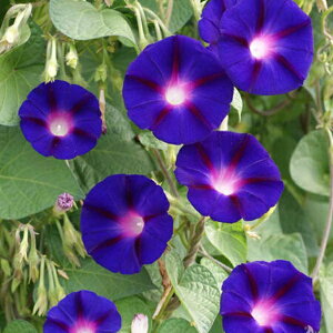 Ԏq Urban Collection Grandpa Ott Ipomoea Seeds C|A(m) Op Ibg̃^l 19I爤Ă钩̒ԕiI