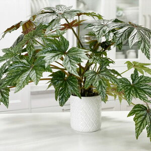 yqzUrban Collection Gryphon Begonia Seeds OtH xSjÃ^l