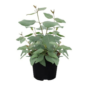 Ԏq Urban Collection Murray Eucalyptus Seeds }[ [Jv^X̃^l