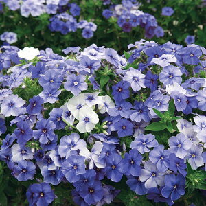 Ԏq Urban Collection Phlox Moody Blues Seeds tbNX [fB[ u[X̃^l