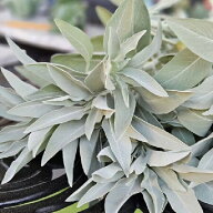 ハーブ種子 Urban Collection White Sage seeds ホワイトセージのタネ