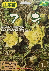 【野菜球根】フキ 1株入 カネコ種苗の球根
