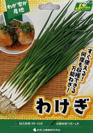野菜球根 わけぎ (分葱)180g入 カネコ種苗の球根
