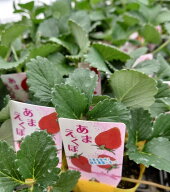 野菜苗 いちご あまえくぼ 9cmポット1苗 農林水産省品種登録 登録番号 第32514号 海外持出禁止
